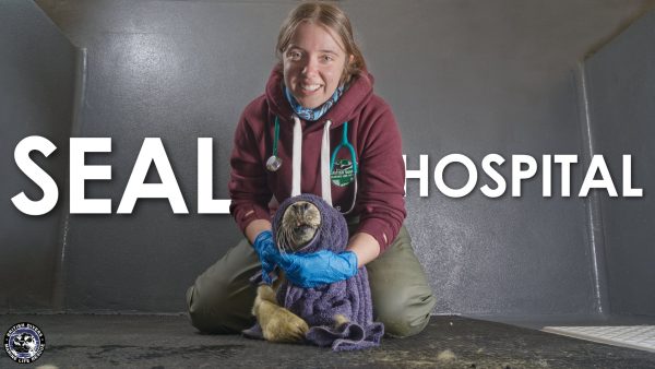 BDMLR Seal hospital documentary