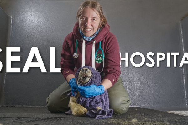 BDMLR Seal hospital documentary