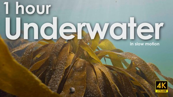 1 hour of Underwater video by videographer Gavin Parsons